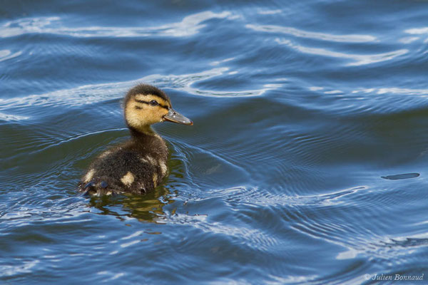 Canard colvert — Anas platyrhynchos Linnaeus, 1758, (canneton) (réserve ornithologique du Teich (33), France, le 23/05/2021)