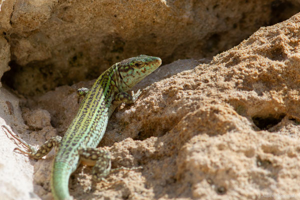 Lézard des Pityuses — Podarcis pityusensis (Boscá, 1883)