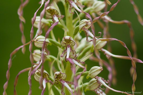 Orchis bouc, Himantoglosse à odeur de bouc — Himantoglossum hircinum (L.) Spreng., 1826
