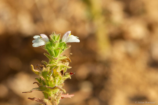 Bartsie trixago — Bartsia trixago L., 1753, (Fuentes de Nava, Palencia (Castille-et-León), Espagne, le 04/07/2022)