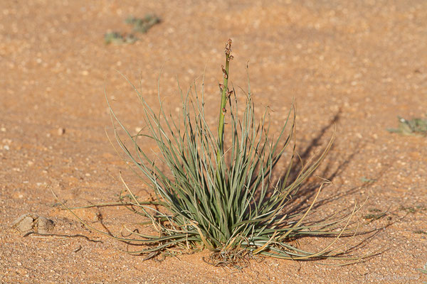 Asphodèle à feuilles étroites ou Asphodèle à petites feuilles — Asphodelus tenuifolius Cav., 1801, (Msseyed (Guelmim-Oued Noun), Maroc, le 28/01/2024)