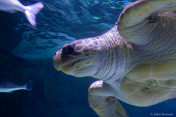 Tortue caouanne — Caretta caretta (Linnaeus, 1758), (Aquarium de Biarritz (64), France, le 19/08/2024)