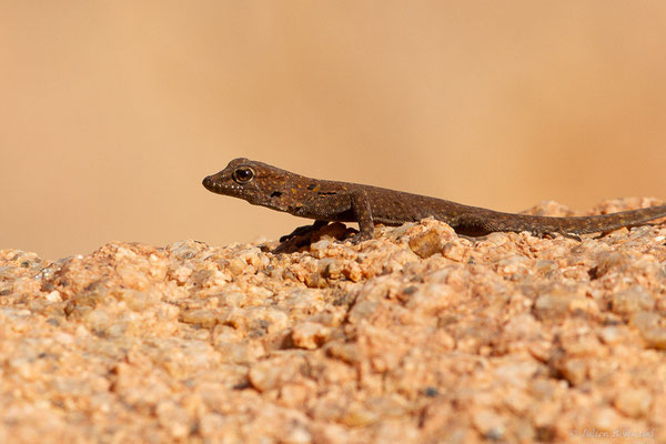 Gecko à paupières épineuses — Quedenfeldtia moerens (Chabanaud, 1916), (Tafraoute, (Souss-Massa), Maroc, le 04/02/2023)