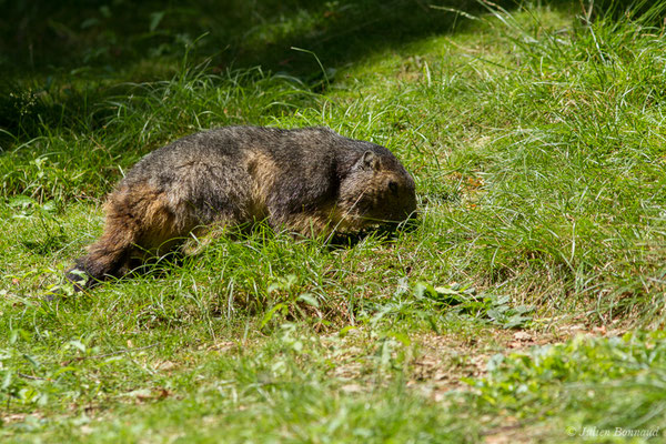 Marmotte des Alpes, Marmotte — Marmotta marmotta (Linnaeus, 1758), (Parc animalier des pyrénées, Argelès-Gazost (65), France, le 15/07/2018)