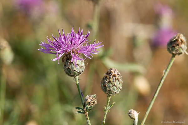 Centaurée scabieuse — Centaurea scabiosa L., 1753, (Castille-et-León, Espagne, le 04/07/2022)