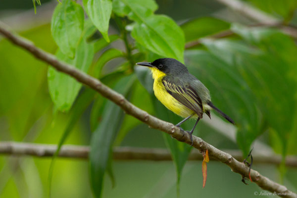 Todirostre familier — Todirostrum cinereum (Linnaeus, 1766)