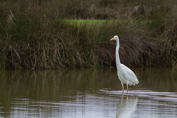 Grande Aigrette — Ardea alba Linnaeus, (adulte en plumage internuptial) (réserve ornithologique du Teich (33), France, le 23/01/2018)