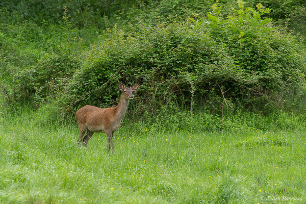 Cerf élaphe – Cervus elaphus Linnaeus, 1758, (Hameau du Plan, Saint-Béat (31), France, le 05/06/2018)