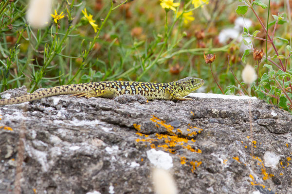 Lézard ocellé — Timon lepidus (Daudin, 1802)