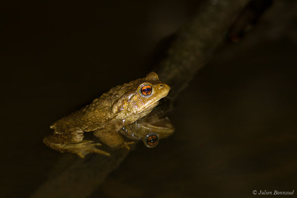 Crapaud épineux — Bufo spinosus (Daudin, 1803), (Duhort-Bachen (40), France, le 13/01/2019) 