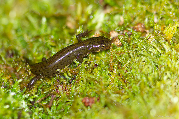 Triton de Bosca — Lissotriton boscai (Lataste, 1879)