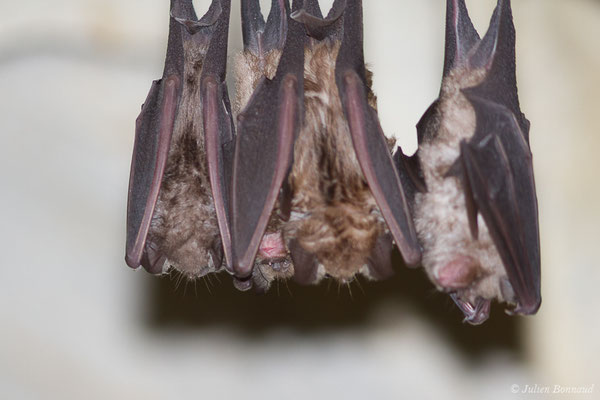 Grand rhinolophe – Rhinolophus ferrumequinum (Schreber, 1774), (Camous (65), France, le 09/03/2021)