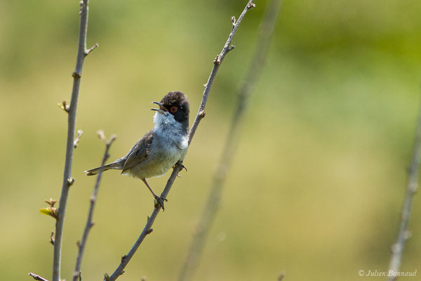 Fauvette mélanocéphale — Sylvia melanocephala (Gmelin, JF, 1789), (mâle adulte) (Bidart (64), France, le 22/05/2019)
