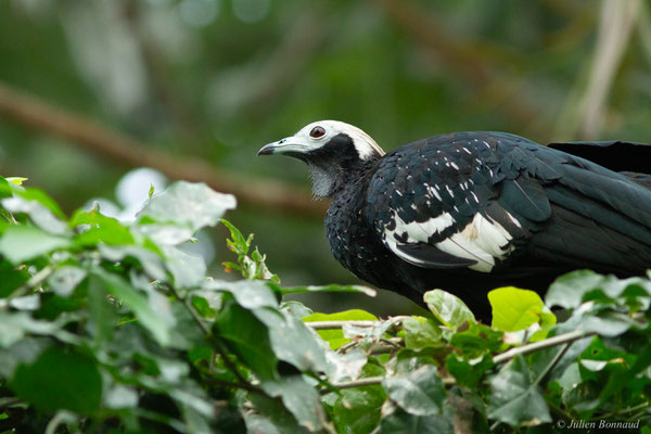 Pénélope à gorge bleue — Pipile cumanensis (Jacquin, 1784), (Parc zoologique de Paris, France, le 24/11/2016)