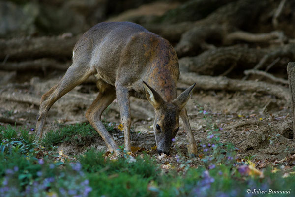 Chevreuil européen – Capreolus capreolus (Linnaeus, 1758), (femelle adulte) (Parc animalier des pyrénées, Argelès-Gazost (65), France, le 03/10/2017)