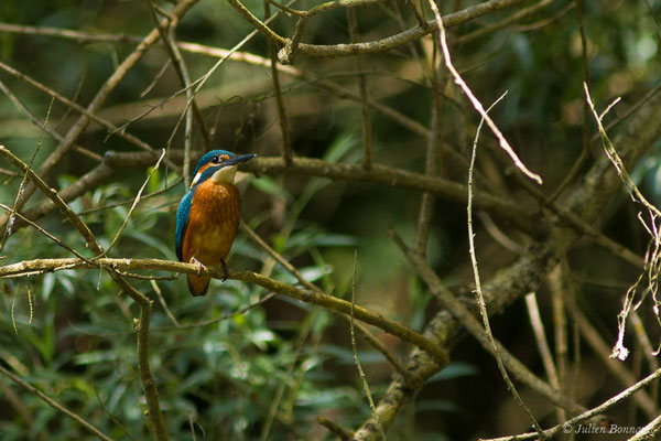 Martin-pêcheur d'Europe (Alcedo atthis) (Duhort-Bachen (40), France, le 06/06/2019)