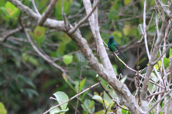 Colibri à menton bleu ou Émeraude à menton bleu — Chlorestes notata (G. C. Reich, 1793), (Savane de Corossony, Sinnamary, Guyane, le 06/04/2016)