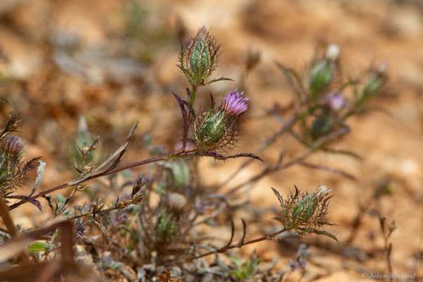 Atractyle grillagé — Atractylis cancellata L., 1753