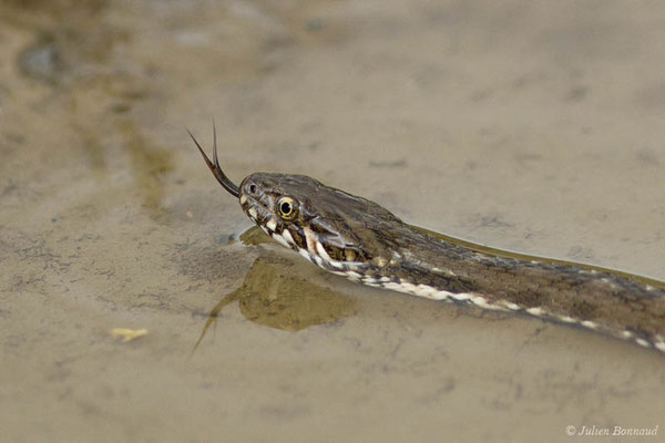 Couleuvre vipérine — Natrix maura (Linnaeus, 1758)