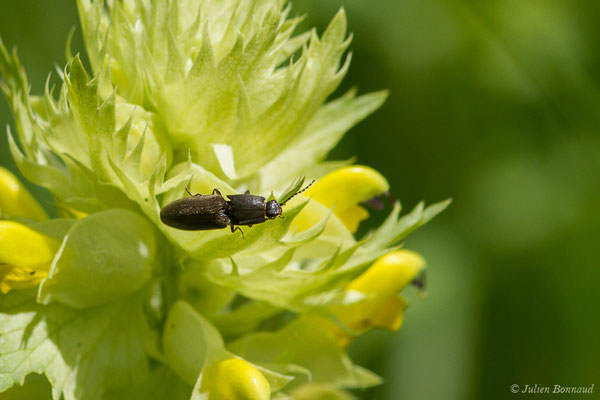 Taupin des jardins (Athous haemorrhoidalis) (Pierrefitte-Nestalas (65), France, le 20/05/2019)