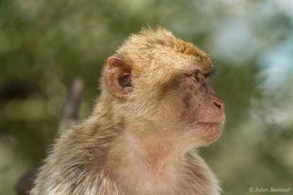 Magot, Macaque berbère, Macaque de Barbarie – Macaca sylvanus (Linnaeus, 1758), (Tarifa (Andalousie), Espagne, le 02/08/2020)