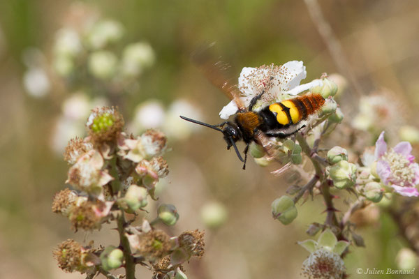 Scolie des jardins (Megascolia maculata) (Boucau (64), France, le 23/06/2019)