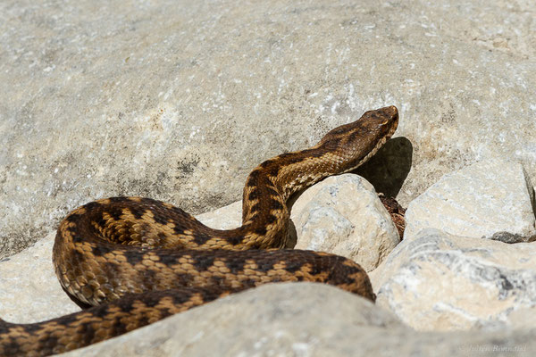 Vipère aspic de Zinniker – Vipera aspis zinnikeri (Kramer, 1958), (Urdos (64), France, le 07/05/2022)