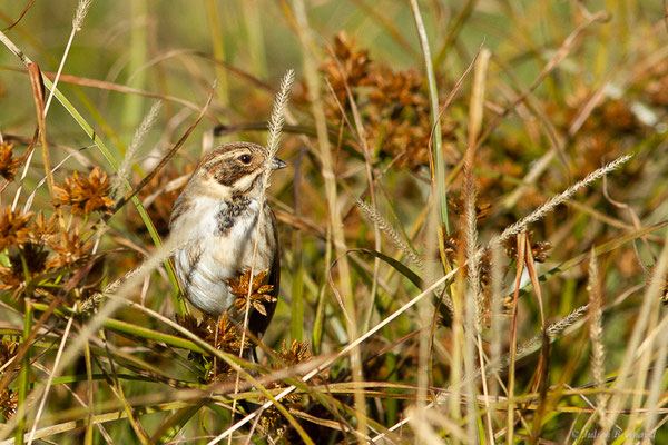 Bruant des roseaux — Emberiza schoeniclus (Linnaeus, 1758), (Dax (40), France, le 15/12/2022)
