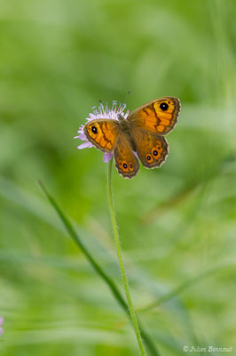 Mégère — Lasiommata megera (Linnaeus, 1767), (Le Bastan de Sers, Sers (65), France, le 29/06/2018)