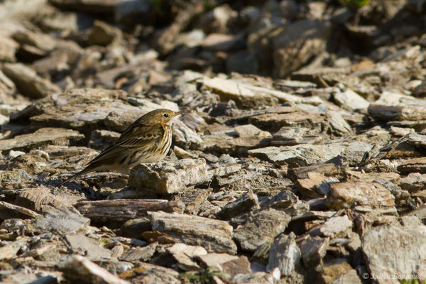 Pipit farlouse – Anthus pratensis (Linnaeus, 1758), (Bidart (64), France, le 09/11/2018)