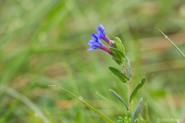 Grémil bleu-pourpre, Thé d'Europe — Aegonychon purpurocaeruleum (L.) Holub, 1973, (Biarritz (64), France, le 18/05/2021)