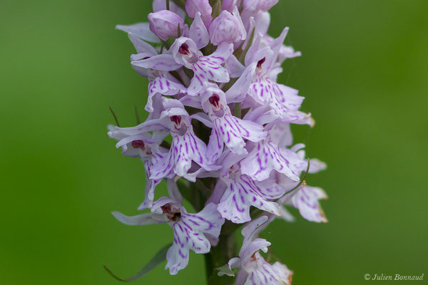 Dactylorhize tacheté — Dactylorhiza maculata (L.) Soó, 1962,