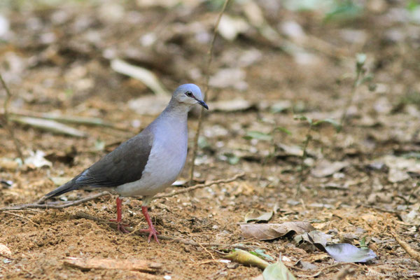Colombe à front gris — Leptotila rufaxilla (Richard & Bernard, 1792)