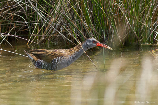 Râle d'eau — Rallus aquaticus Linnaeus, 1758, (réserve ornithologique du Teich (33), France, le 23/05/2021)
