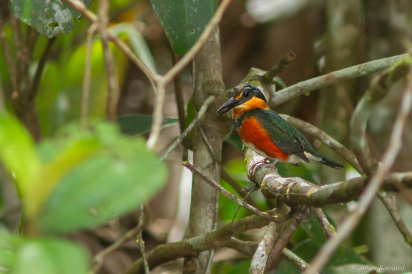 Martin-pêcheur nain — Chloroceryle aenea (Pallas, 1764), (Marais de Kaw, le 24/01/2016)