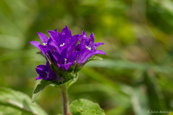 Campanule agglomérée — Campanula glomerata L., 1753, (lac d'Ayous, Laruns (64), France, le 13/07/2019)