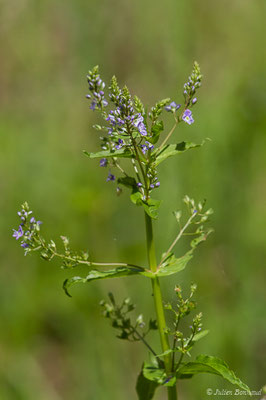 Mouron aquatique — Veronica anagallis-aquatica L., 1753, (Meillon (64), France, le 14/05/2019)