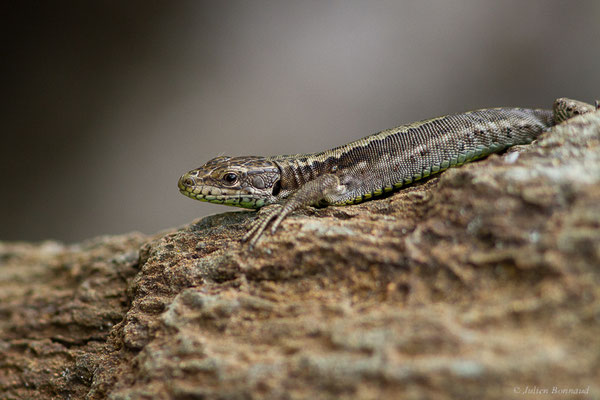 Lézard de Galan — Iberolacerta galani Arribas, Carranza & Odierna, 2006, (Parc naturel du lac de Sanabria (Zamora), Espagne), le 06/07/2022)