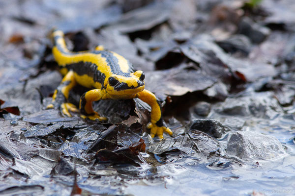 Salamandre tachetée — Salamandra salamandra fastuosa (Schreiber, 1912)