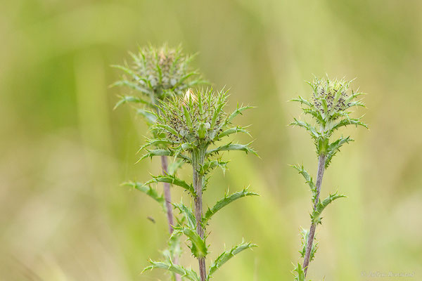 Carline commune — Carlina vulgaris L., 1753
