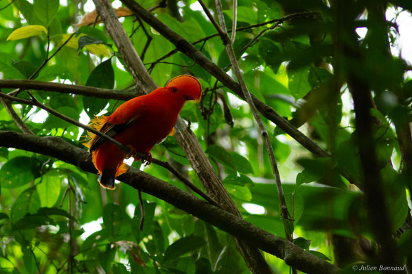 Coq-de-roche orange — Rupicola rupicola (Linnaeus, 1766)