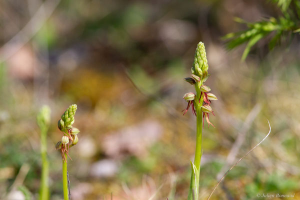 Homme-pendu — Orchis anthropophora (L.) All., 1785