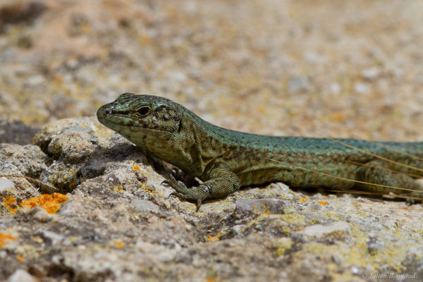 Lézard des Baléares — Podarcis lilfordi (Günther, 1874)