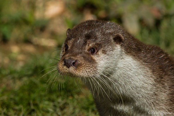 Loutre d'Europe — Lutra lutra (Linnaeus, 1758), (Parc animalier des Pyrénées, Argelès-Gazost (65), France, le 01/04/2018)