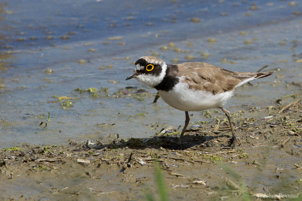 Petit Gravelot — Charadrius dubius Scopoli, 1786, (réserve ornithologique du Teich (33), France, le 23/05/2021)