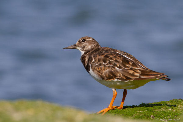 Tournepierre à collier — Arenaria interpres (Linnaeus, 1758), (Anglet (64), France, le 10/08/2024)