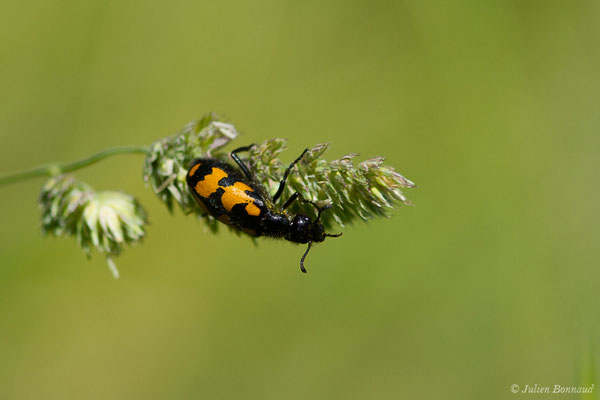 Mylabre à bandes ou Mylabre variable — Mylabris variabilis (Pallas, 1781), (Sers (65), France, le 20/06/2020)