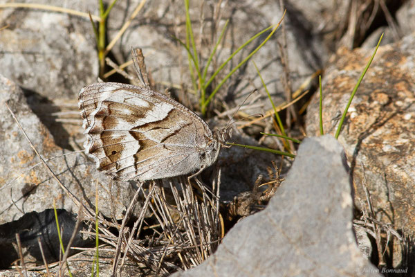 Chevron blanc — Hipparchia fidia (Linnaeus, 1767), (Pyrénées orientales (66), France, le 12/07/2023)