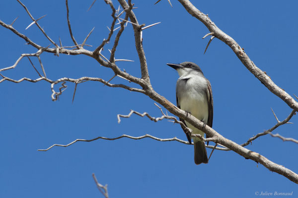 Tyran gris — Tyrannus dominicensis vorax Vieillot, 1819