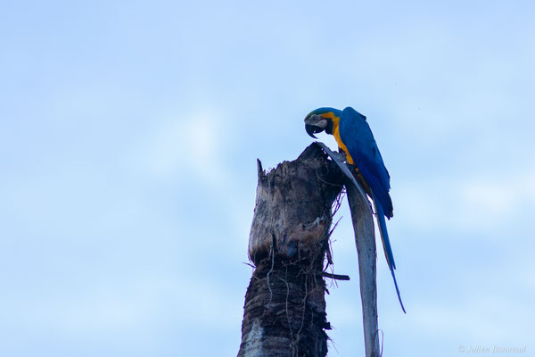 Ara bleu — Ara ararauna (Linnaeus, 1758), (Centre Spacial Guyanais, Kourou, Guyane, le 13/01/2017)